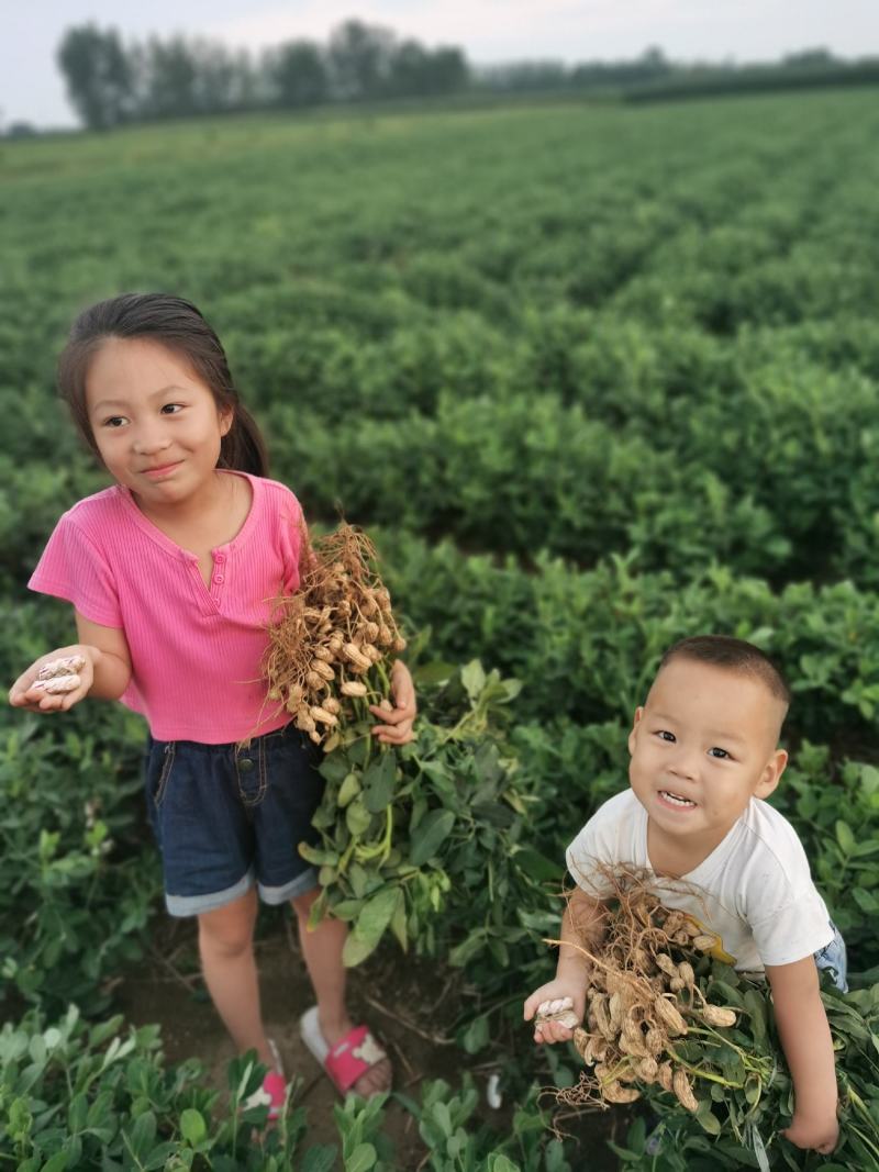 2026年.七彩花生.可做种子，（批发大量优惠）