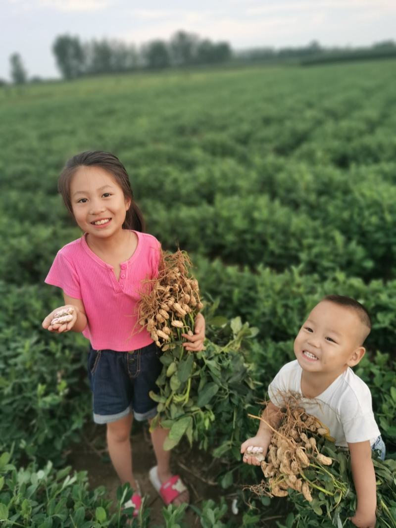 2026年.七彩花生.可做种子，（批发大量优惠）