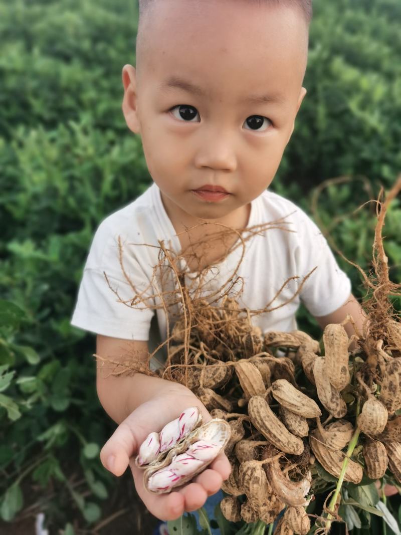 2026年.七彩花生.可做种子，（批发大量优惠）
