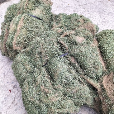 马蹄金小叶金钱草又可以称为黄疸草