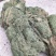 马蹄金小叶金钱草又可以称为黄疸草