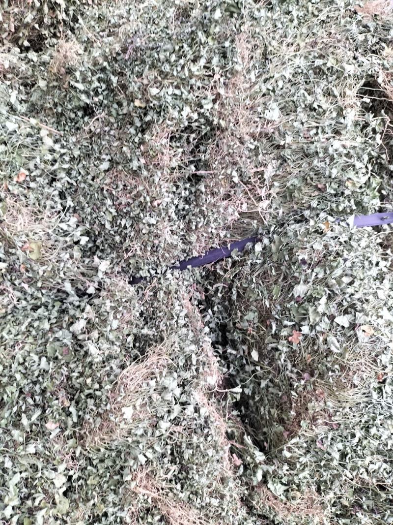 马蹄金小叶金钱草又可以称为黄疸草