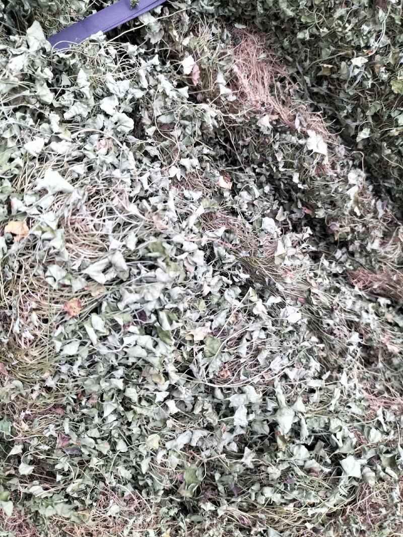 马蹄金小叶金钱草又可以称为黄疸草