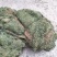 马蹄金小叶金钱草又可以称为黄疸草