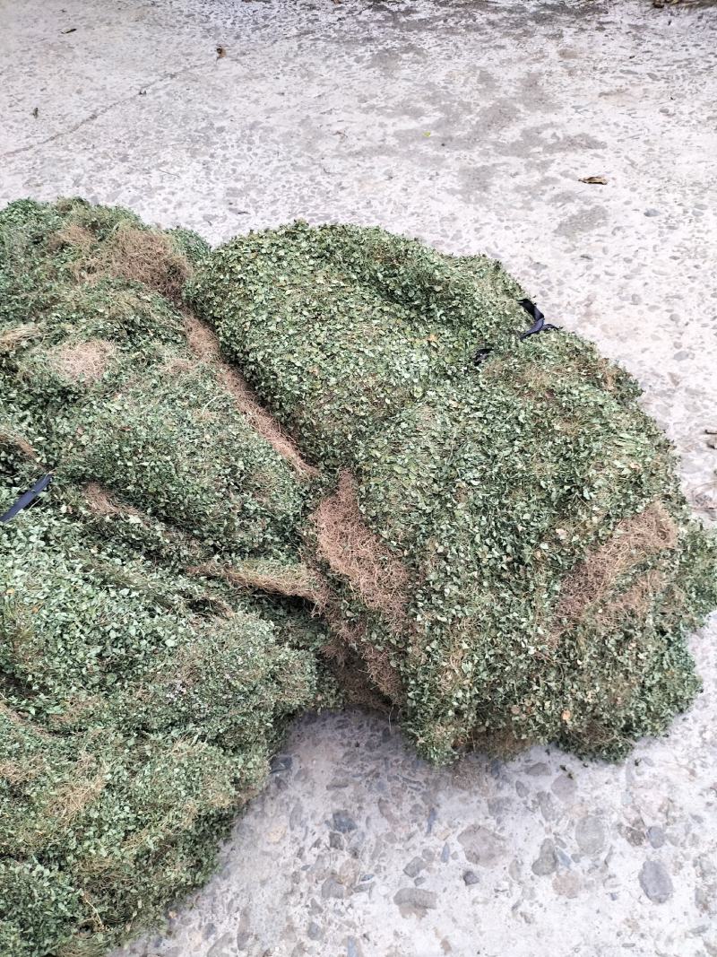 马蹄金小叶金钱草又可以称为黄疸草