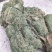 马蹄金小叶金钱草又可以称为黄疸草