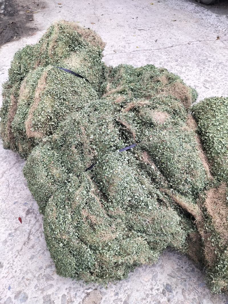 马蹄金小叶金钱草又可以称为黄疸草
