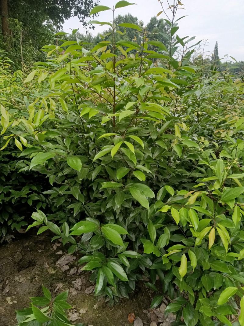 丛生天竺桂绿篱（自家苗圃）