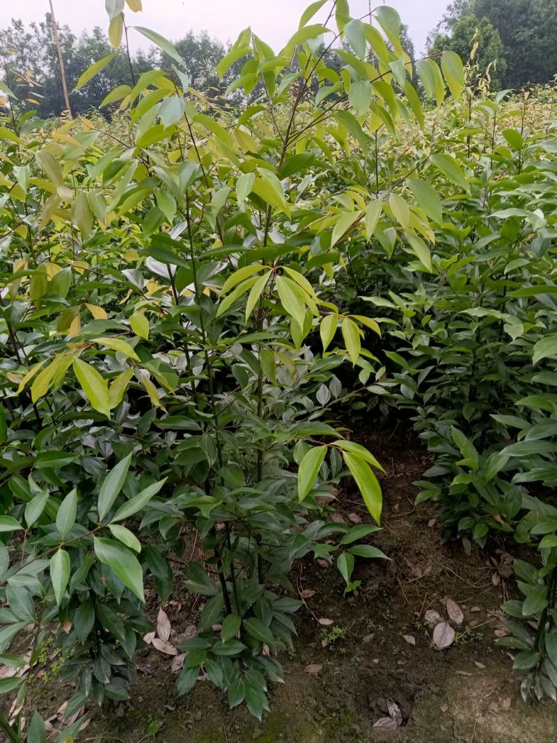 丛生天竺桂绿篱（自家苗圃）