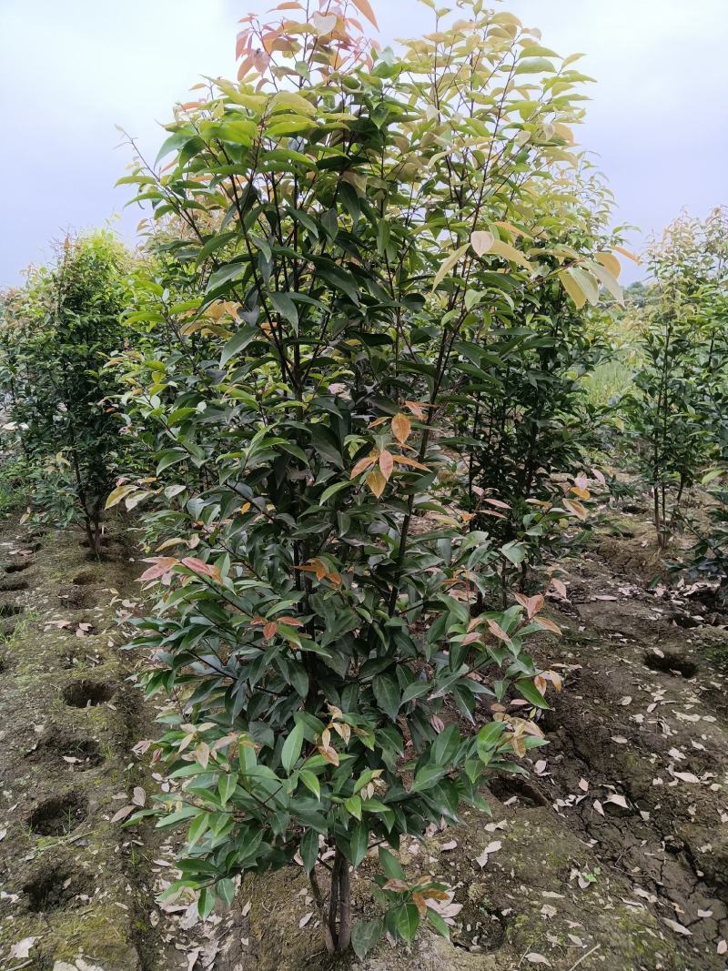 丛生天竺桂绿篱（自家苗圃）