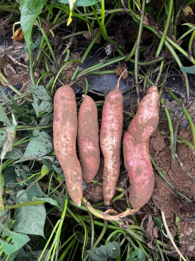 【精品推荐】白哈密红薯，条型均匀甜糯无丝，