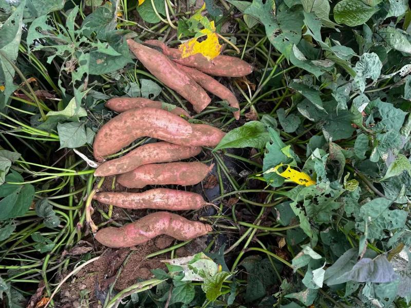 【精品推荐】白哈密红薯，条型均匀甜糯无丝，