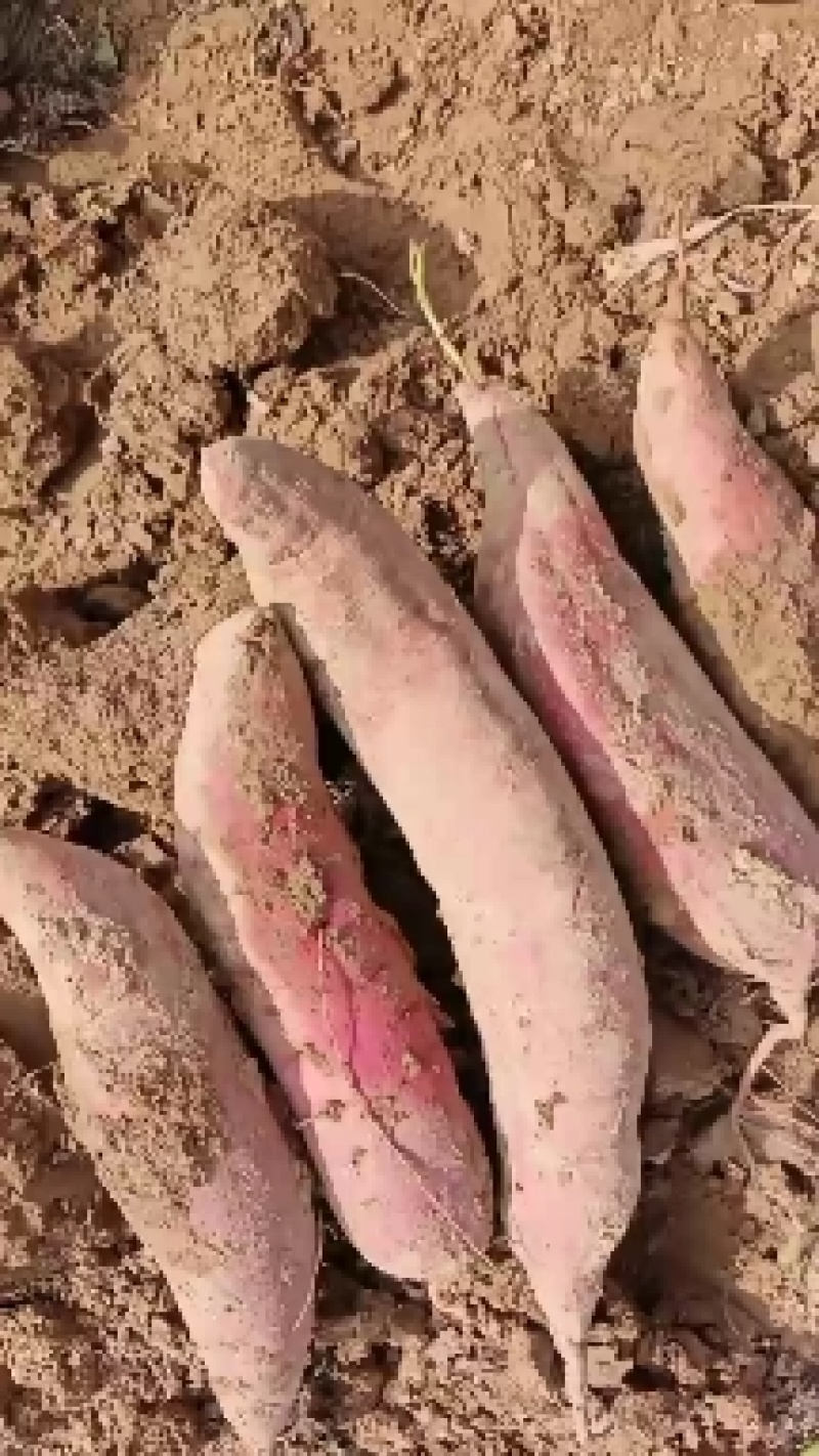 西瓜红红薯，条型均匀无沟无虫眼，甜糯无丝，