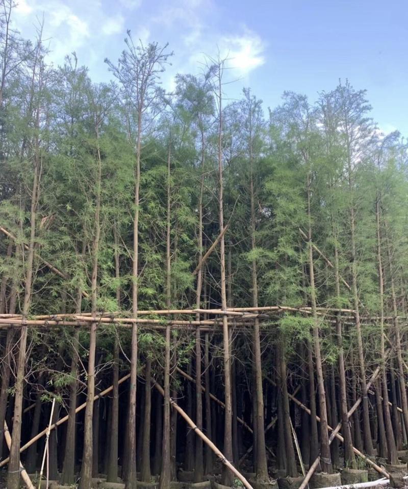 水杉5-12公分高度5-8米大量现货供应