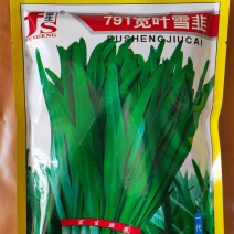 紫根红韭菜种子791宽叶韭菜种子耐寒好250g