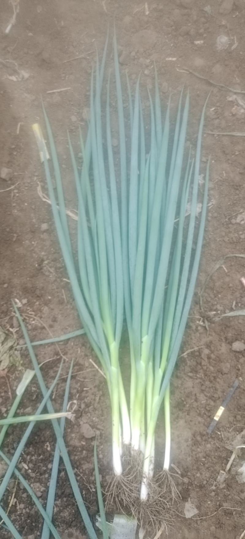 黄心菜