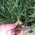 酒瓶兰批发象腿树桌面迷你微型酒瓶兰苗苔藓球植物