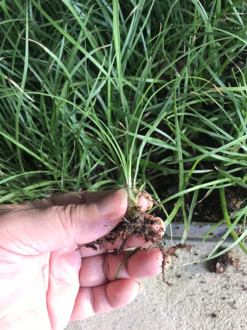酒瓶兰批发象腿树桌面迷你微型酒瓶兰苗苔藓球植物
