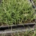 酒瓶兰批发象腿树桌面迷你微型酒瓶兰苗苔藓球植物