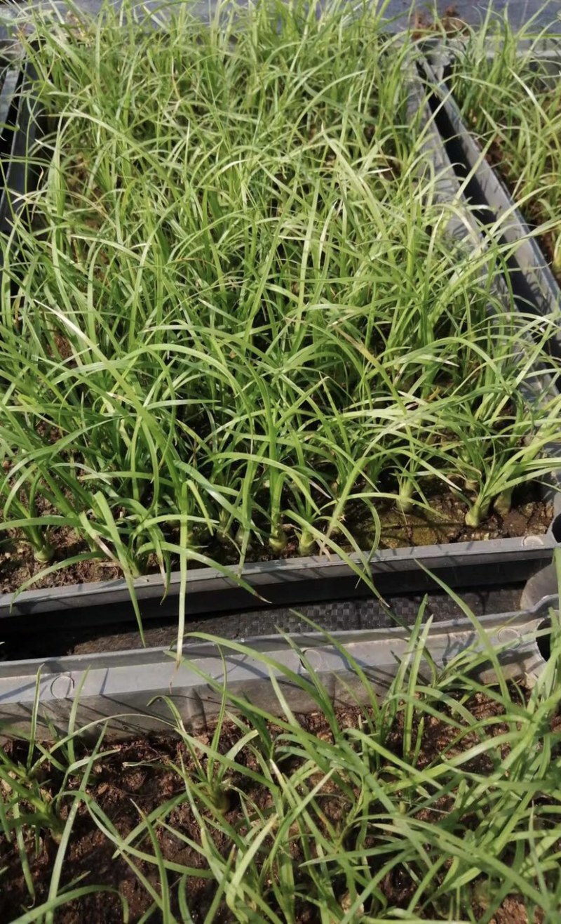 酒瓶兰批发象腿树桌面迷你微型酒瓶兰苗苔藓球植物