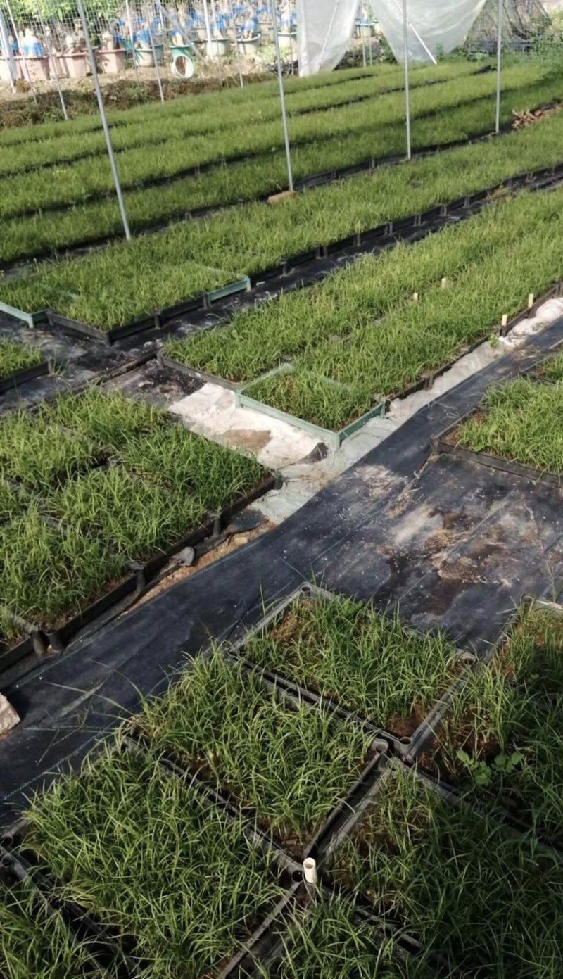 酒瓶兰批发象腿树桌面迷你微型酒瓶兰苗苔藓球植物