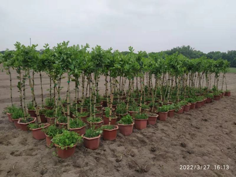 保证正品广东香水柠檬苗基地直发存活率高提供技术价格优惠