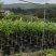 保证正品广东香水柠檬苗基地直发存活率高提供技术价格优惠
