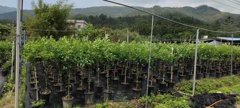 保证正品广东香水柠檬苗基地直发存活率高提供技术价格优惠