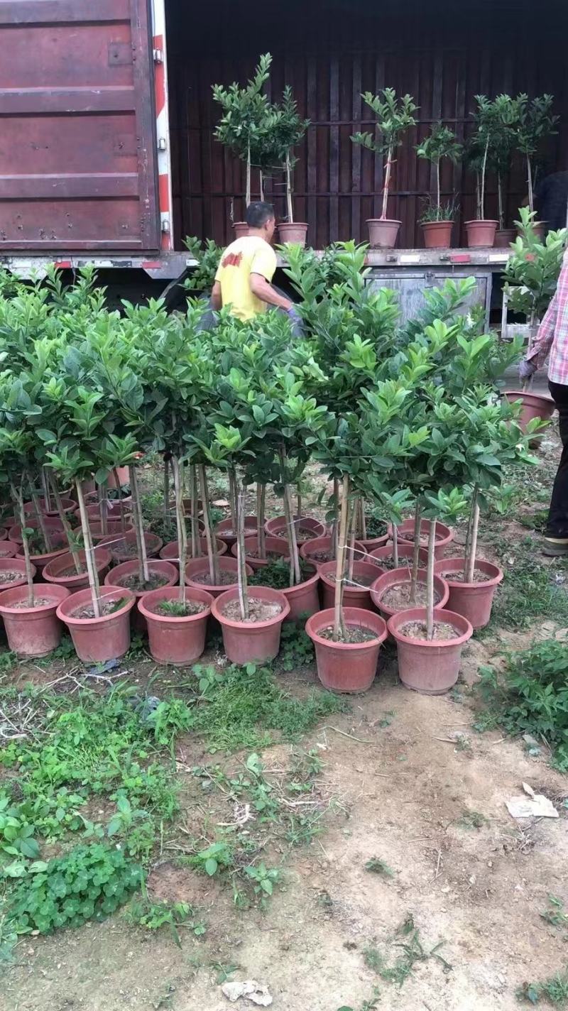 保证正品广东香水柠檬苗基地直发存活率高提供技术价格优惠