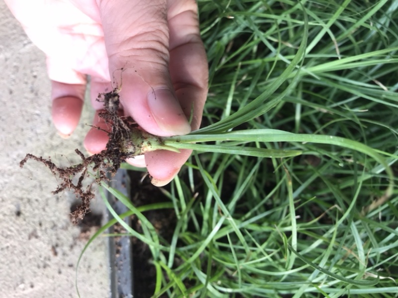酒瓶兰批发象腿树桌面迷你微型酒瓶兰苗苔藓球植物
