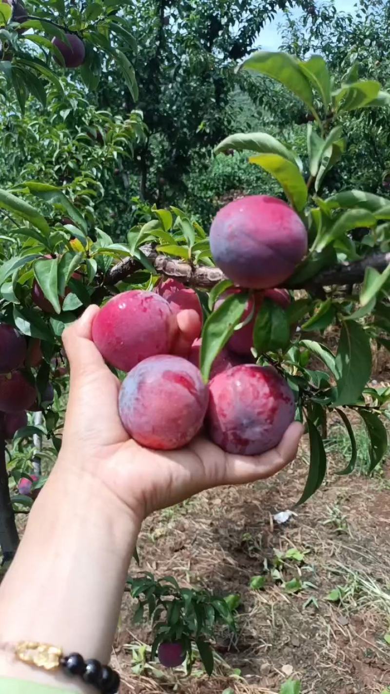 李子〔安格诺〕临沂李子，产地现摘，二两起步，可视频看货，