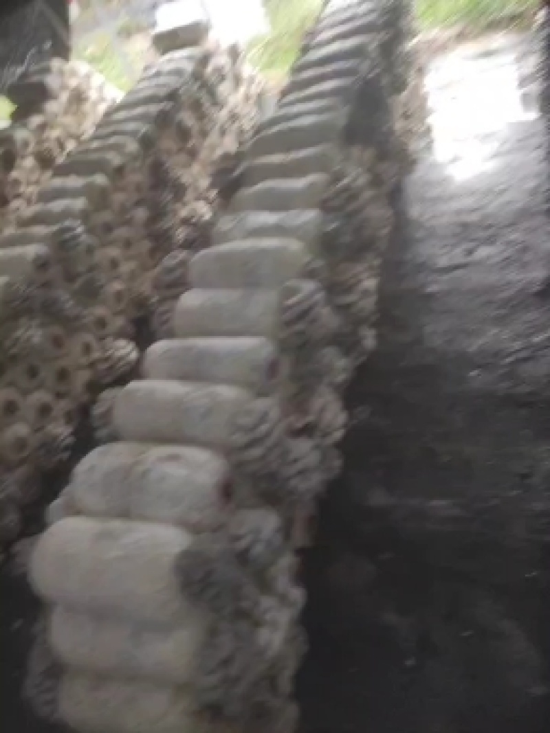 平菇菌棒，基地直发，一手货源，全国批发，保证质量
