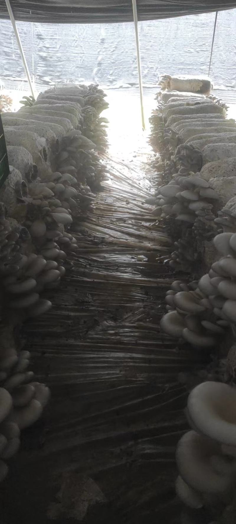 平菇菌棒，基地直发，一手货源，全国批发，保证质量