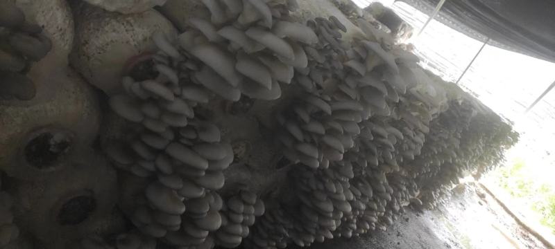 平菇菌棒，基地直发，一手货源，全国批发，保证质量