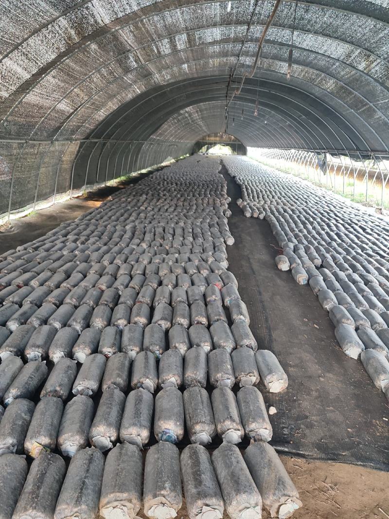 平菇菌棒，基地直发，一手货源，全国批发，保证质量