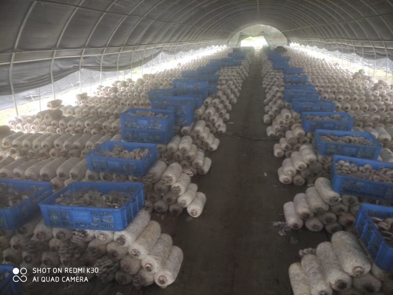 平菇菌棒，基地直发，一手货源，全国批发，保证质量