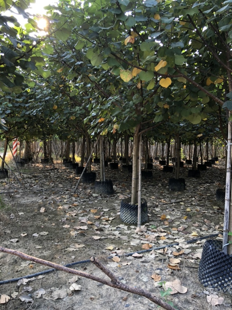 黄谨5-12分大量现货供应有需要的老板可以联系