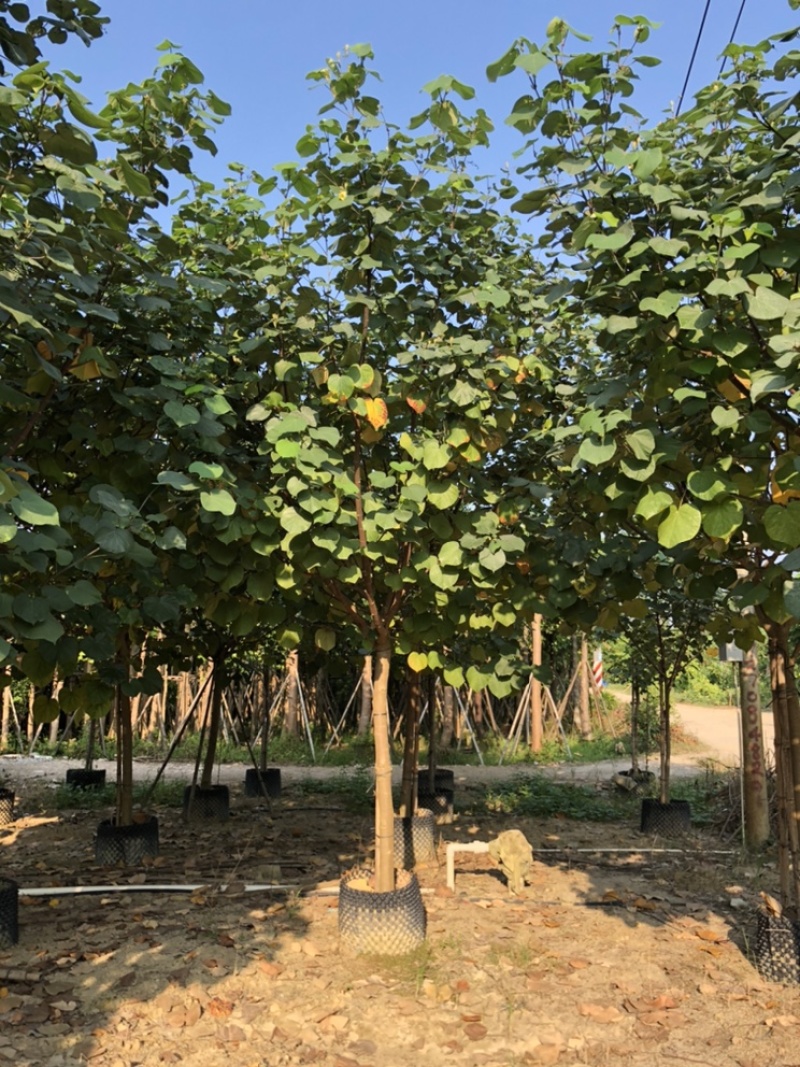 黄谨5-12分大量现货供应有需要的老板可以联系