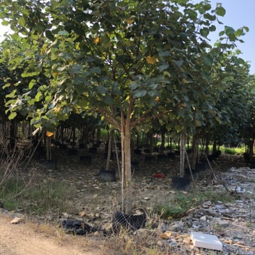 黄谨5-12分大量现货供应有需要的老板可以联系