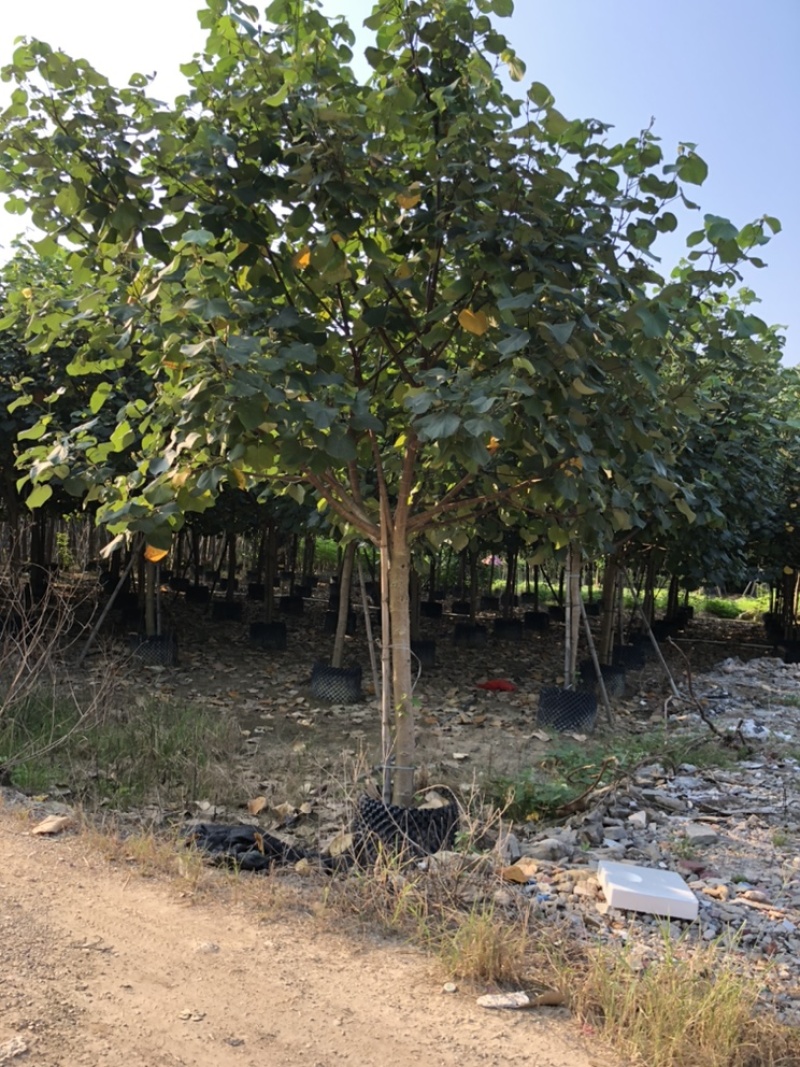 黄谨5-12分大量现货供应有需要的老板可以联系