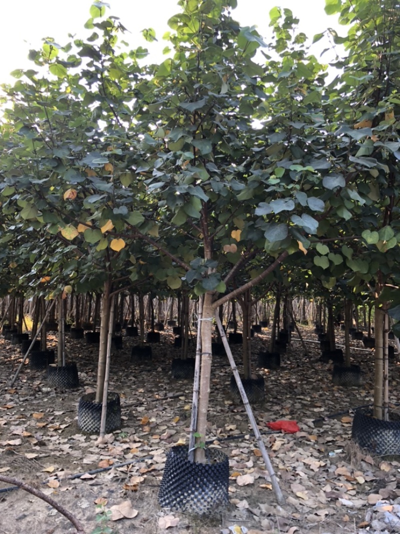 黄谨5-12分大量现货供应有需要的老板可以联系