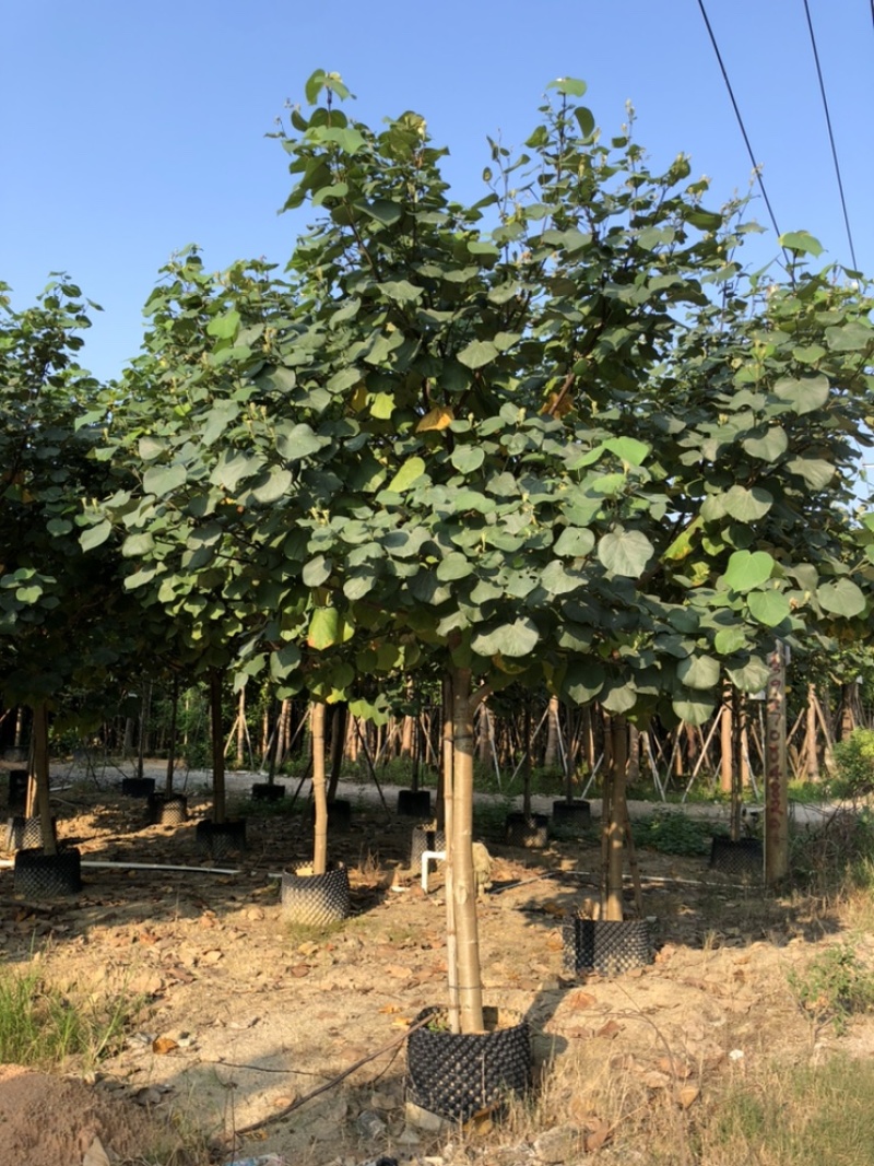 黄谨5-12分大量现货供应有需要的老板可以联系