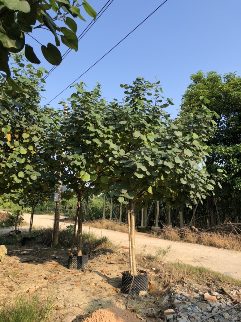 黄谨5-12分大量现货供应有需要的老板可以联系