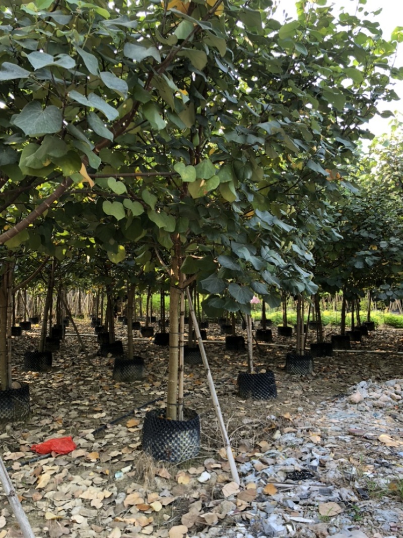 黄谨5-12分大量现货供应有需要的老板可以联系