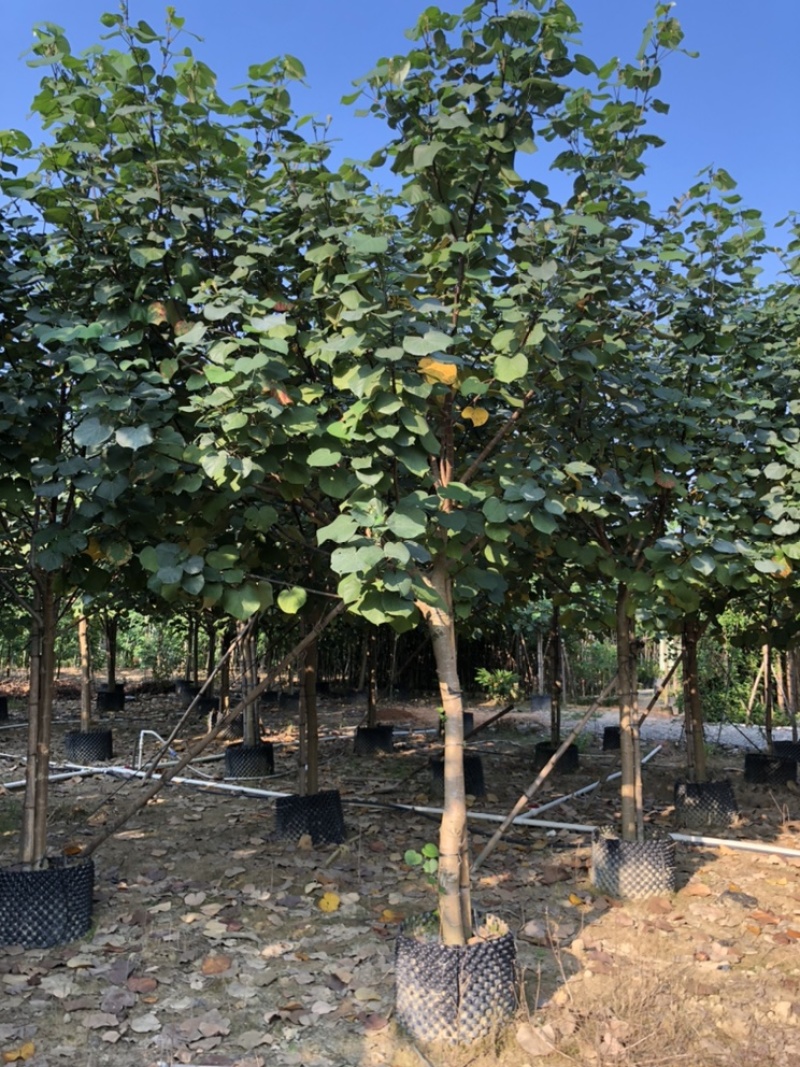 黄谨5-12分大量现货供应有需要的老板可以联系