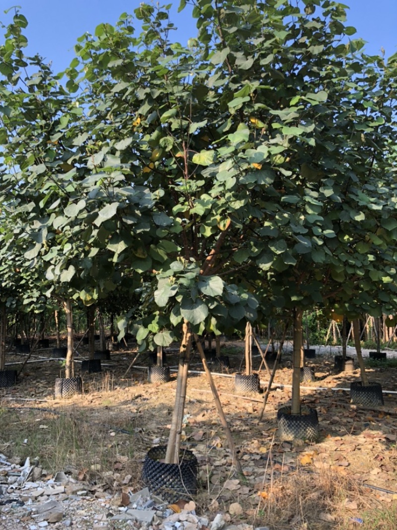 黄谨5-12分大量现货供应有需要的老板可以联系