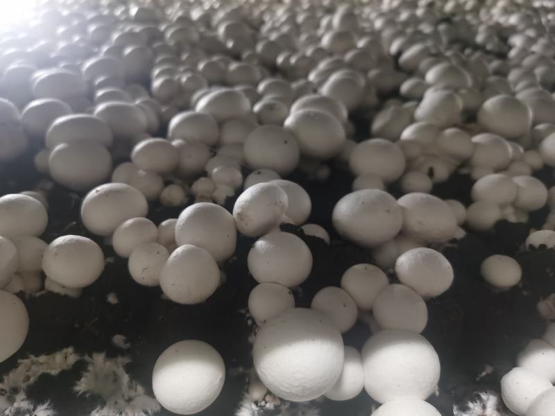 双孢菇产地发货