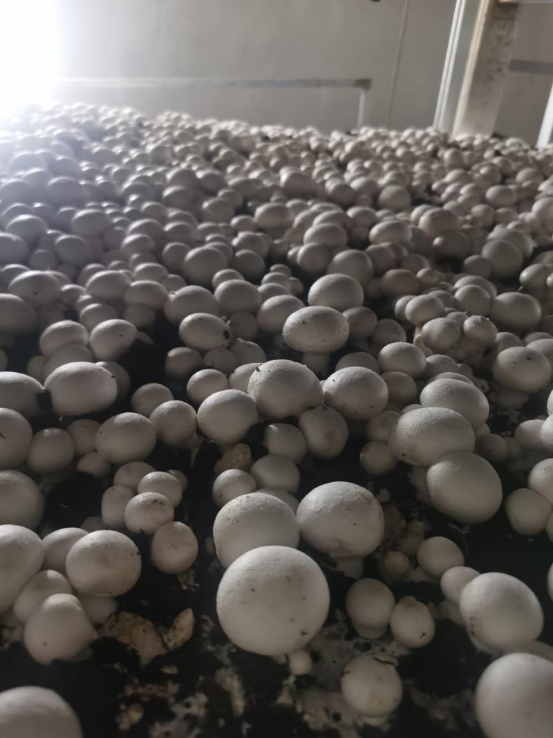 双孢菇产地发货