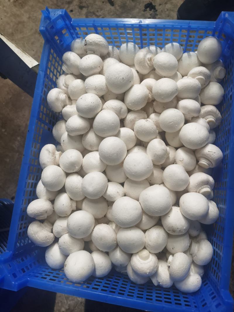 双孢菇产地发货