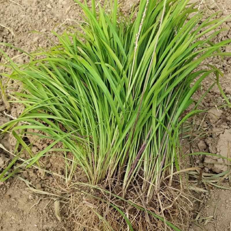 襄阳洪坤麦冬草基地大量特价批发中